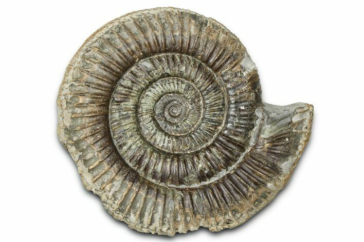 Jurassic Ammonite (Dactylioceras) Fossil - England #362482